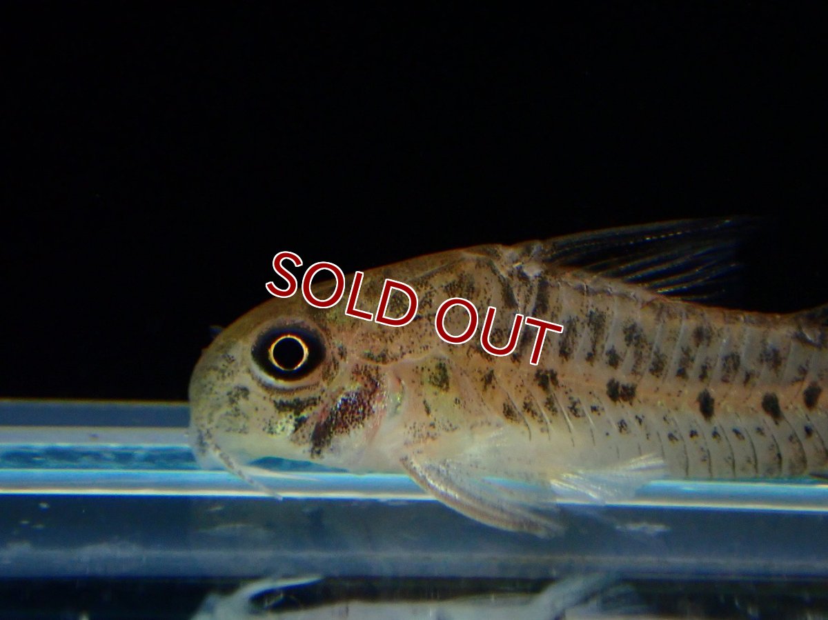 画像2: 【ボーナスセール対象個体　クーポンご利用で更に10％OFF】【淡水魚】【通販】レア種 コリドラス cf ミトゥセーニョ ワイルド【1匹 サンプル画像】(±3cm)(コリドラス)(生体)(熱帯魚)NKCR (2)