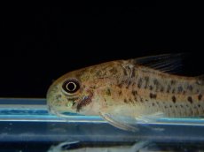 画像2: 【淡水魚】【通販】レア種 コリドラス cf ミトゥセーニョ ワイルド【1匹 サンプル画像】(±3cm)(コリドラス)(生体)(熱帯魚)NKCR (2)