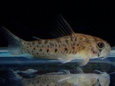 画像3: 【淡水魚】【通販】レア種 コリドラス cf ミトゥセーニョ ワイルド【1匹 サンプル画像】(±3cm)(コリドラス)(生体)(熱帯魚)NKCR (3)