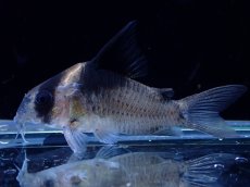 画像1: 【淡水魚】【通販】激レア 本物 コリドラス ビコロール スリナム産 ワイルド【1匹 サンプル画像】(±5cm)(コリドラス(生体)(熱帯魚)NKＣＲ (1)