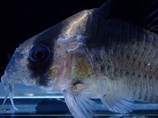 画像2: 【淡水魚】【通販】激レア 本物 コリドラス ビコロール スリナム産 ワイルド【1匹 サンプル画像】(±5cm)(コリドラス(生体)(熱帯魚)NKＣＲ (2)