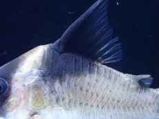 画像3: 【淡水魚】【通販】激レア 本物 コリドラス ビコロール スリナム産 ワイルド【1匹 サンプル画像】(±5cm)(コリドラス(生体)(熱帯魚)NKＣＲ (3)