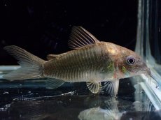 画像1: 【淡水魚】【通販】コリドラス アエネウス パラナプア産 ワイルド【1匹 サンプル画像】(±4cm)(コリドラス)(生体)(熱帯魚)NKＣＲ (1)
