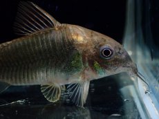 画像2: 【淡水魚】【通販】コリドラス アエネウス パラナプア産 ワイルド【1匹 サンプル画像】(±4cm)(コリドラス)(生体)(熱帯魚)NKＣＲ (2)