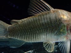 画像3: 【淡水魚】【通販】コリドラス アエネウス パラナプア産 ワイルド【1匹 サンプル画像】(±4cm)(コリドラス)(生体)(熱帯魚)NKＣＲ (3)