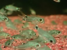 画像3: 【淡水魚】【通販】特価 コリドラス ハステータス マットグロッソ産 ワイルド【1匹 サンプル画像】(コリドラス)(生体)(熱帯魚)NKCR (3)