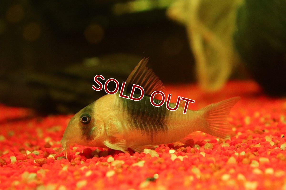 画像1: 【淡水魚】【通販】コリドラス ショートノーズ ニュースーパービコロール ワイルド【1匹 サンプル画像】(±5.5cm)(生体)(熱帯魚)NKＣＲ (1)