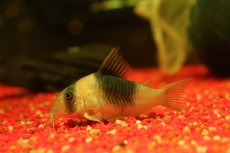 画像1: 【淡水魚】【通販】コリドラス ショートノーズ ニュースーパービコロール ワイルド【1匹 サンプル画像】(±5.5cm)(生体)(熱帯魚)NKＣＲ (1)