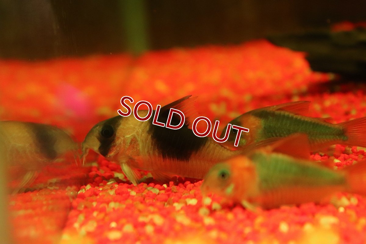 画像2: 【淡水魚】【通販】コリドラス ショートノーズ ニュースーパービコロール ワイルド【1匹 サンプル画像】(±5.5cm)(生体)(熱帯魚)NKＣＲ (2)