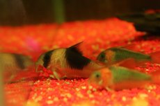 画像2: 【淡水魚】【通販】コリドラス ショートノーズ ニュースーパービコロール ワイルド【1匹 サンプル画像】(±5.5cm)(生体)(熱帯魚)NKＣＲ (2)