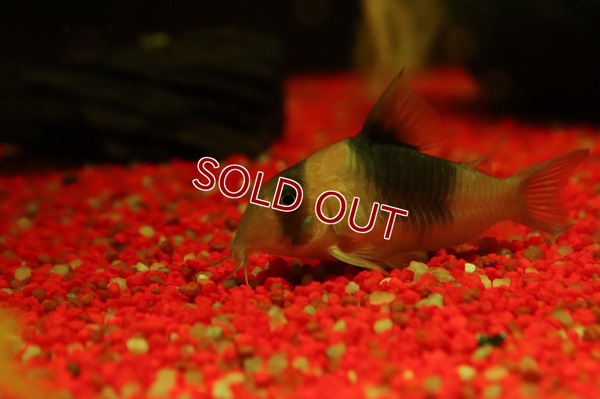 画像3: 【淡水魚】【通販】コリドラス ショートノーズ ニュースーパービコロール ワイルド【1匹 サンプル画像】(±5.5cm)(生体)(熱帯魚)NKＣＲ (3)