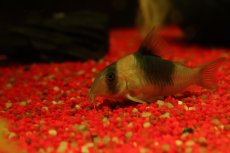画像3: 【淡水魚】【通販】コリドラス ショートノーズ ニュースーパービコロール ワイルド【1匹 サンプル画像】(±5.5cm)(生体)(熱帯魚)NKＣＲ (3)