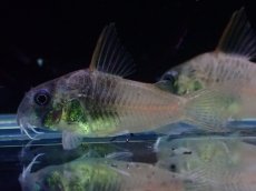 画像1: 【淡水魚】【通販】特価 コリドラス ビーコンンコロール ワイルド【1匹 サンプル画像】(±3-4cm)(コリドラス)(生体)(熱帯魚)NKCR (1)