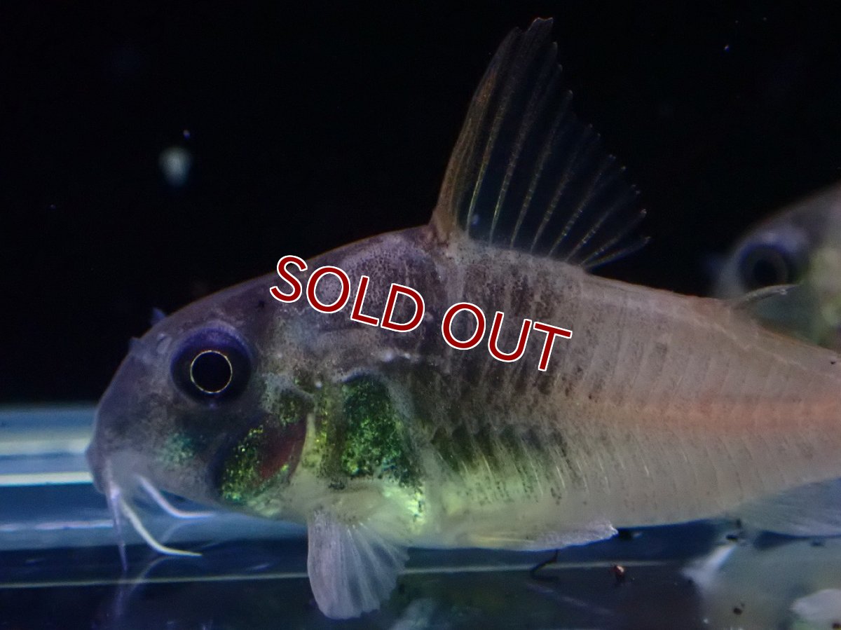 画像2: 【淡水魚】【通販】特価 コリドラス ビーコンンコロール ワイルド【1匹 サンプル画像】(±3-4cm)(コリドラス)(生体)(熱帯魚)NKCR (2)