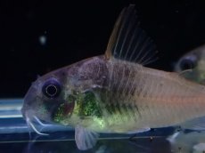画像2: 【淡水魚】【通販】特価 コリドラス ビーコンンコロール ワイルド【1匹 サンプル画像】(±3-4cm)(コリドラス)(生体)(熱帯魚)NKCR (2)