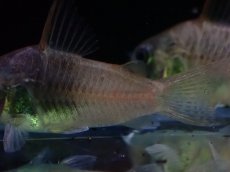 画像3: 【淡水魚】【通販】特価 コリドラス ビーコンンコロール ワイルド【1匹 サンプル画像】(±3-4cm)(コリドラス)(生体)(熱帯魚)NKCR (3)