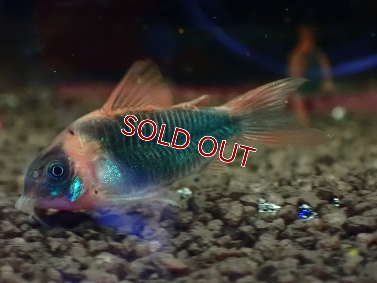 画像1: 【ボーナスセール対象個体　クーポンご利用で更に10％OFF】【淡水魚】【通販】大特価 コリドラス スーパーエクエス【1匹 サンプル画像】(±4cm)(コリドラス)(生体)(熱帯魚)NKCR (1)