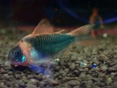 画像1: 【淡水魚】【通販】大特価 コリドラス スーパーエクエス【1匹 サンプル画像】(±4cm)(コリドラス)(生体)(熱帯魚)NKCR (1)