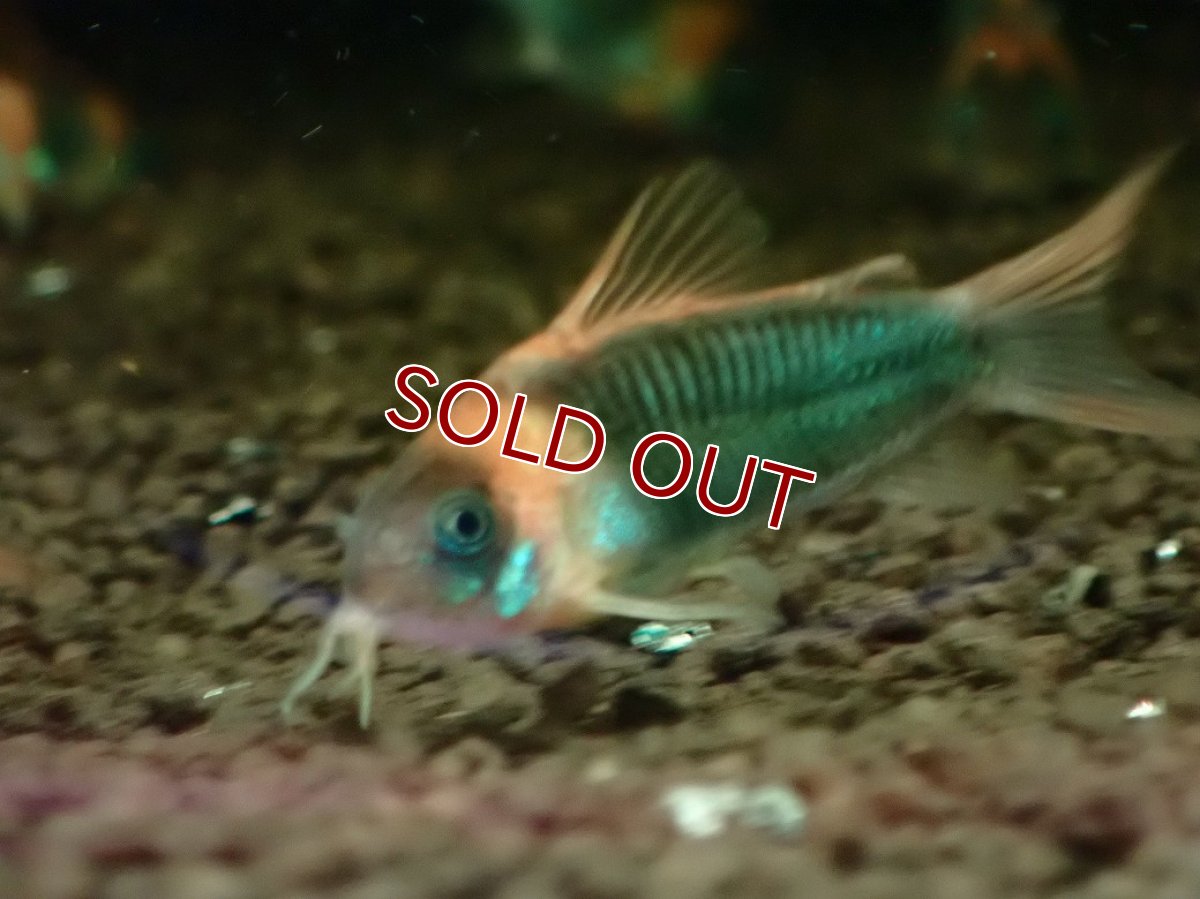 画像2: 【ボーナスセール対象個体　クーポンご利用で更に10％OFF】【淡水魚】【通販】大特価 コリドラス スーパーエクエス【1匹 サンプル画像】(±4cm)(コリドラス)(生体)(熱帯魚)NKCR (2)