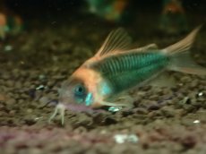 画像2: 【淡水魚】【通販】大特価 コリドラス スーパーエクエス【1匹 サンプル画像】(±4cm)(コリドラス)(生体)(熱帯魚)NKCR (2)