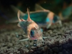 画像3: 【淡水魚】【通販】大特価 コリドラス スーパーエクエス【1匹 サンプル画像】(±4cm)(コリドラス)(生体)(熱帯魚)NKCR (3)