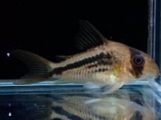 画像1: 【淡水魚】【通販】コリドラス アクセルロディ ワイルド【1匹 サンプル画像】(±4-5cm)(コリドラス)(生体)(熱帯魚)NKCR (1)