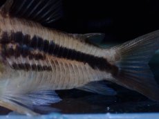 画像3: 【淡水魚】【通販】コリドラス アクセルロディ ワイルド【1匹 サンプル画像】(±4-5cm)(コリドラス)(生体)(熱帯魚)NKCR (3)