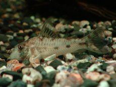 画像1: 【淡水魚】【通販】大特価 激レア コリドラス リクバクサ マットグロッソ産 ワイルド【1匹 サンプル画像】(±4-5cm)(生体)(熱帯魚)NKCR (1)