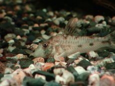 画像2: 【淡水魚】【通販】大特価 激レア コリドラス リクバクサ マットグロッソ産 ワイルド【1匹 サンプル画像】(±4-5cm)(生体)(熱帯魚)NKCR (2)
