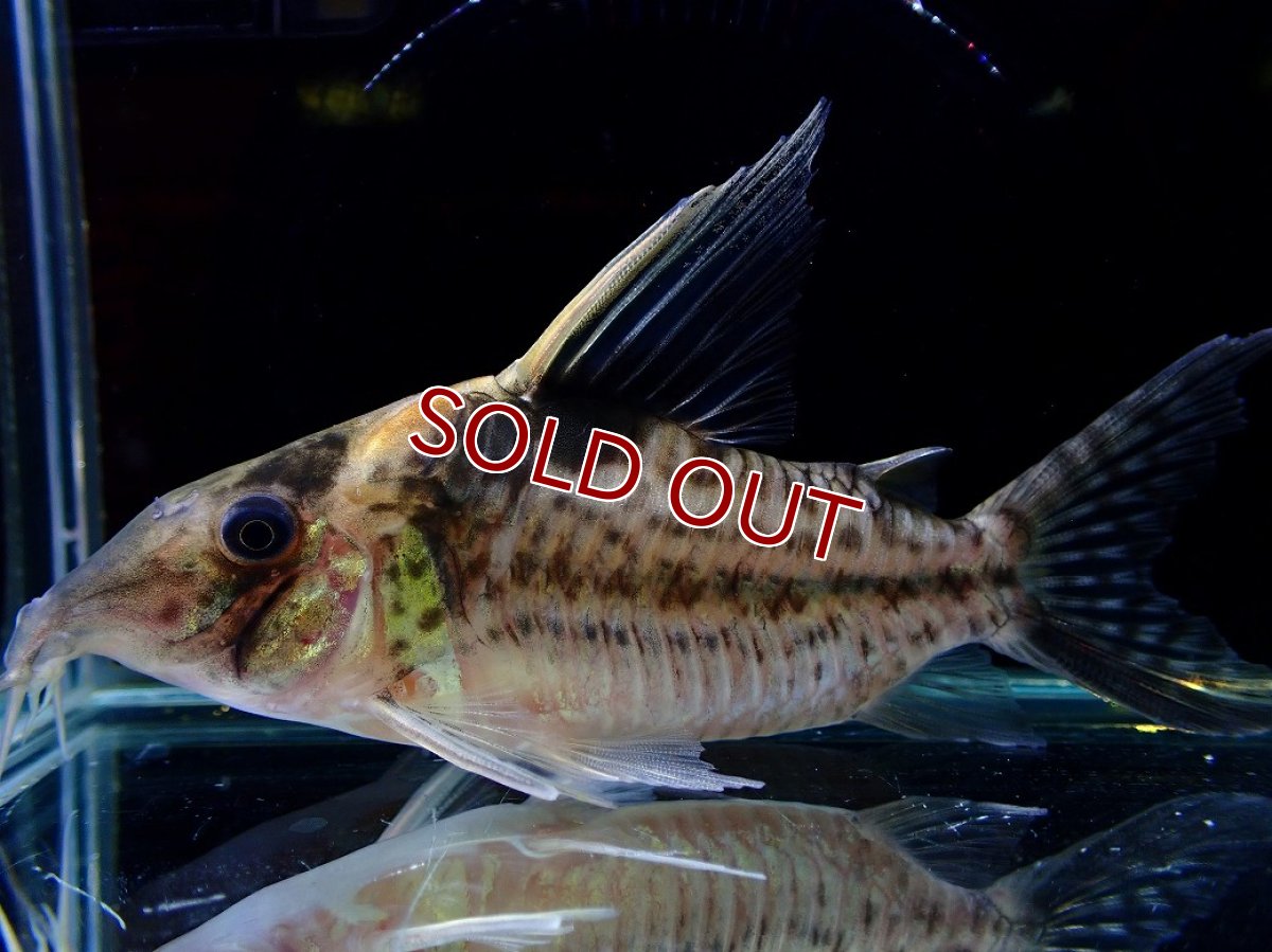 画像1: 【淡水魚】【通販】ハイフィン セレクト個体 コリドラス ロブスタス リオプルス産ワイルド【１匹 サンプル画像】±8-9cm(生体)(熱帯魚)NKCR (1)