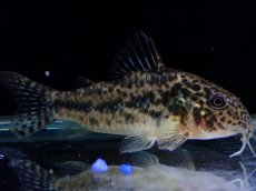 画像1: 【淡水魚】【通販】レア種 コリドラス sp ノルディスティーニョ マットグロッソ産 ワイルド【１匹 サンプル画像】±5cm(生体)(熱帯魚)NKCR (1)