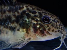 画像2: 【淡水魚】【通販】レア種 コリドラス sp ノルディスティーニョ マットグロッソ産 ワイルド【１匹 サンプル画像】±5cm(生体)(熱帯魚)NKCR (2)