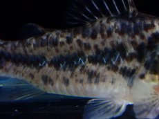 画像3: 【淡水魚】【通販】レア種 コリドラス sp ノルディスティーニョ マットグロッソ産 ワイルド【１匹 サンプル画像】±5cm(生体)(熱帯魚)NKCR (3)