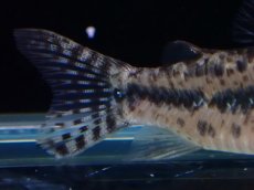 画像4: 【淡水魚】【通販】レア種 コリドラス sp ノルディスティーニョ マットグロッソ産 ワイルド【１匹 サンプル画像】±5cm(生体)(熱帯魚)NKCR (4)