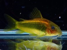 画像1: 【淡水魚】【通販】コリドラス イルミネータス オレンジ ペルー産 ワイルド【１匹 サンプル画像】(±4cm)(コリドラス)(生体)(熱帯魚)NKCR (1)