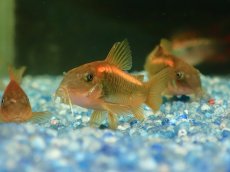 画像2: 【淡水魚】【通販】コリドラス イルミネータス オレンジ ペルー産 ワイルド【１匹 サンプル画像】(±4cm)(コリドラス)(生体)(熱帯魚)NKCR (2)