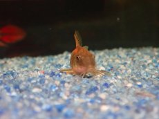 画像3: 【淡水魚】【通販】コリドラス イルミネータス オレンジ ペルー産 ワイルド【１匹 サンプル画像】(±4cm)(コリドラス)(生体)(熱帯魚)NKCR (3)