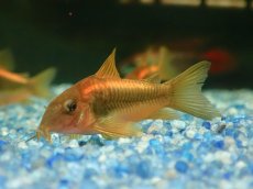 画像4: 【淡水魚】【通販】コリドラス イルミネータス オレンジ ペルー産 ワイルド【１匹 サンプル画像】(±4cm)(コリドラス)(生体)(熱帯魚)NKCR (4)