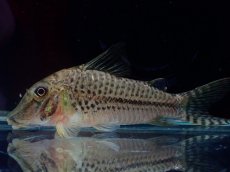 画像1: 【淡水魚】【通販】激レアコリドラス sp ロングノーズ リオ パル産 ワイルド【１匹 サンプル画像】(±6-7cm)(生体)(熱帯魚)NKCR (1)