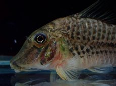 画像2: 【淡水魚】【通販】激レアコリドラス sp ロングノーズ リオ パル産 ワイルド【１匹 サンプル画像】(±6-7cm)(生体)(熱帯魚)NKCR (2)
