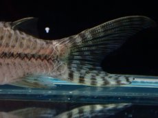 画像4: 【淡水魚】【通販】激レアコリドラス sp ロングノーズ リオ パル産 ワイルド【１匹 サンプル画像】(±6-7cm)(生体)(熱帯魚)NKCR (4)