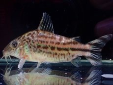 画像1: 【淡水魚】【通販】レア種 コリドラス スーパーロビネアエ リオ クリクリアリ産 ワイルド【１匹 サンプル画像】(±7cm)(生体)(熱帯魚)NKCR (1)