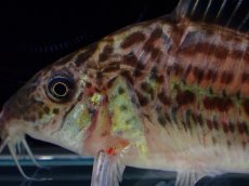 画像2: 【淡水魚】【通販】レア種 コリドラス スーパーロビネアエ リオ クリクリアリ産 ワイルド【１匹 サンプル画像】(±7cm)(生体)(熱帯魚)NKCR (2)