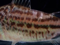 画像3: 【淡水魚】【通販】レア種 コリドラス スーパーロビネアエ リオ クリクリアリ産 ワイルド【１匹 サンプル画像】(±7cm)(生体)(熱帯魚)NKCR (3)