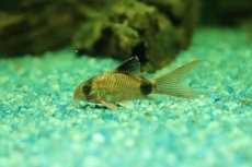 画像1: 【淡水魚】【通販】Lサイズ安心 コリドラス ロンングフィンパンダ【1匹 サンプル画像】(±4cm)(コリドラス)(生体)(熱帯魚)NKCR (1)