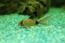 画像2: 【淡水魚】【通販】Lサイズ安心 コリドラス ロンングフィンパンダ【1匹 サンプル画像】(±4cm)(コリドラス)(生体)(熱帯魚)NKCR (2)