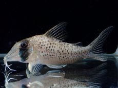 画像1: 【淡水魚】【通販】コリドラス ロングノーズ シクリ ワイルド【1匹 サンプル画像】(±5-6cm)(コリドラス)(生体)(熱帯魚)NKCR (1)