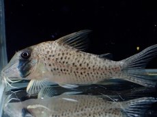 画像2: 【淡水魚】【通販】コリドラス ロングノーズ シクリ ワイルド【1匹 サンプル画像】(±5-6cm)(コリドラス)(生体)(熱帯魚)NKCR (2)