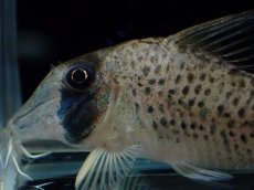 画像3: 【淡水魚】【通販】コリドラス ロングノーズ シクリ ワイルド【1匹 サンプル画像】(±5-6cm)(コリドラス)(生体)(熱帯魚)NKCR (3)
