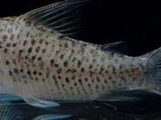 画像4: 【淡水魚】【通販】コリドラス ロングノーズ シクリ ワイルド【1匹 サンプル画像】(±5-6cm)(コリドラス)(生体)(熱帯魚)NKCR (4)